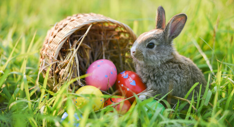 Pourquoi le lapin symbolise-t-il Pâques aux États-Unis?