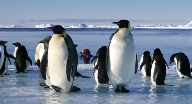 Les manchots de l'Antarctique s'invitent à l'Ambassade française à Washington