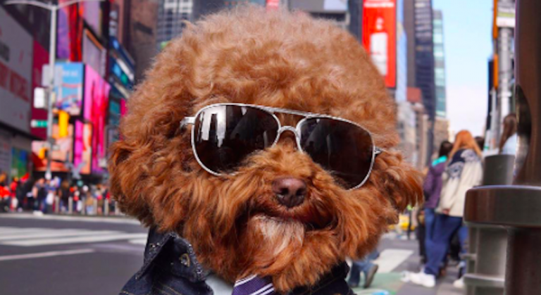 Nos 5 comptes Instagram favoris sur New York