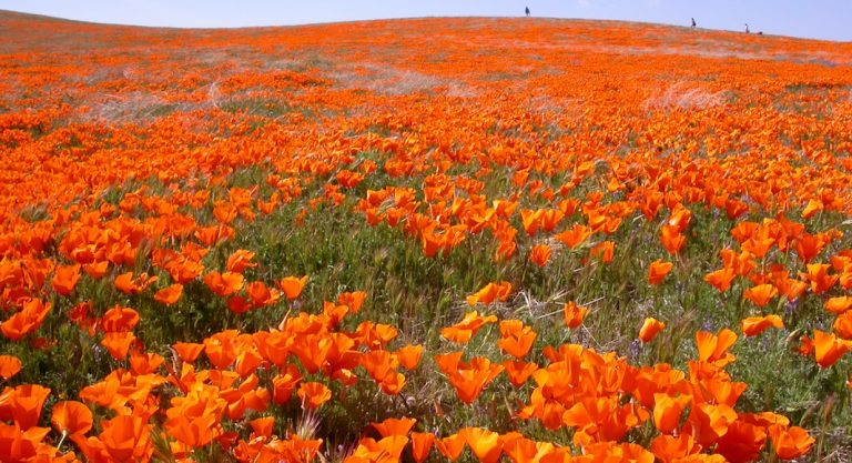Où voir le "blossom" autour de Los Angeles ?