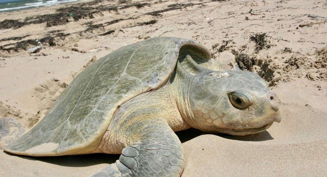 Ponte des tortues Floride