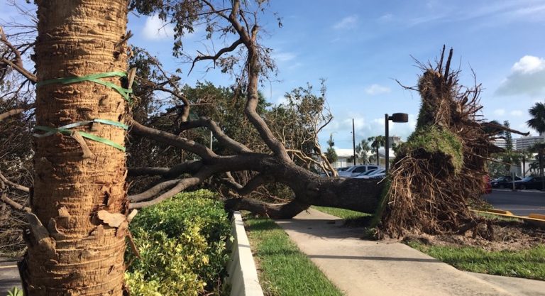 "J'estime être une miraculée": les Français de Floride se remettent d'Irma