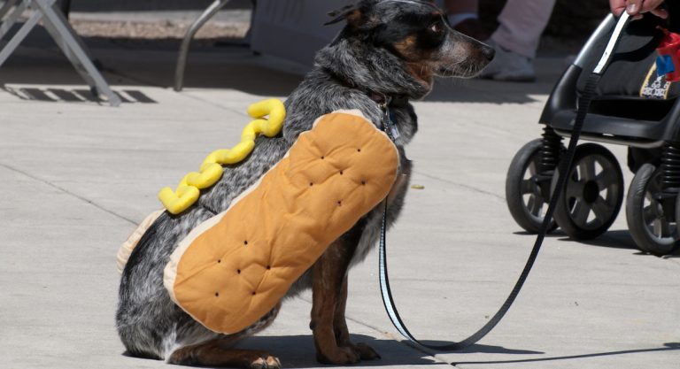 Pourquoi le hot dog s'appelle-t-il ainsi ?