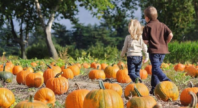 4 fermes où cueillir des citrouilles autour de New York