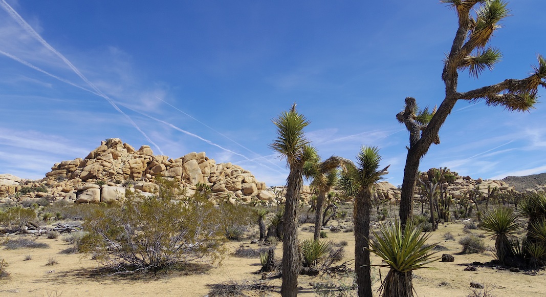 joshua tree