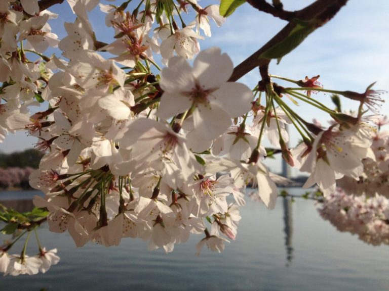 Comment profiter du "Cherry Blossom" 2018 à Washington ?