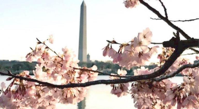 Cherry Blossom à Washington: les plus belles photos sur Instagram