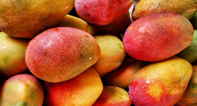 Miami fête la mangue d'Haïti