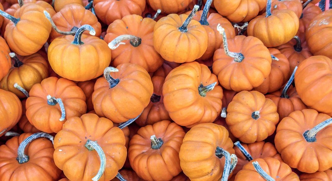 Les citrouilles pour Halloween