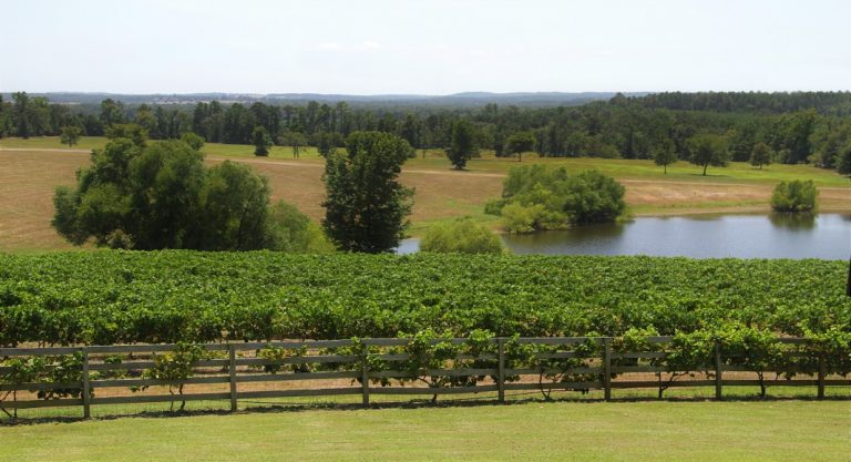 Le Texas, nouvel eldorado du vin