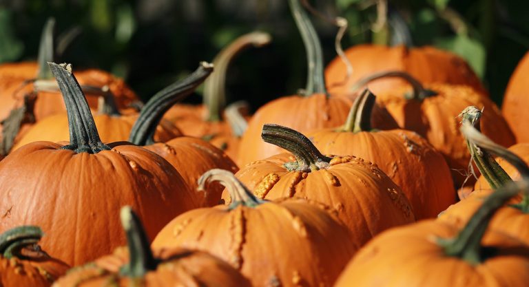 Quatre fermes pour cueillir des citrouilles autour de Los Angeles