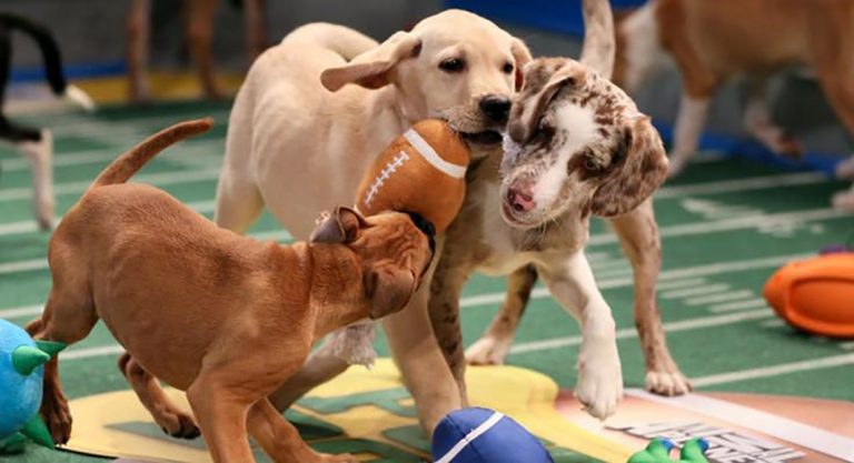 Super Bowl 2019 : 3 façons originales de regarder le match à San Francisco