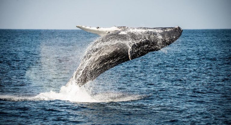 Où voir les baleines près de Los Angeles ?
