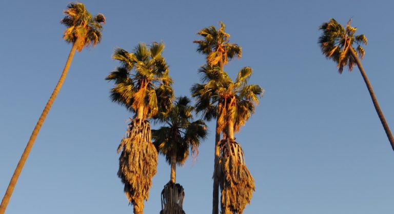 Pourquoi y a-t-il des palmiers à Los Angeles ?