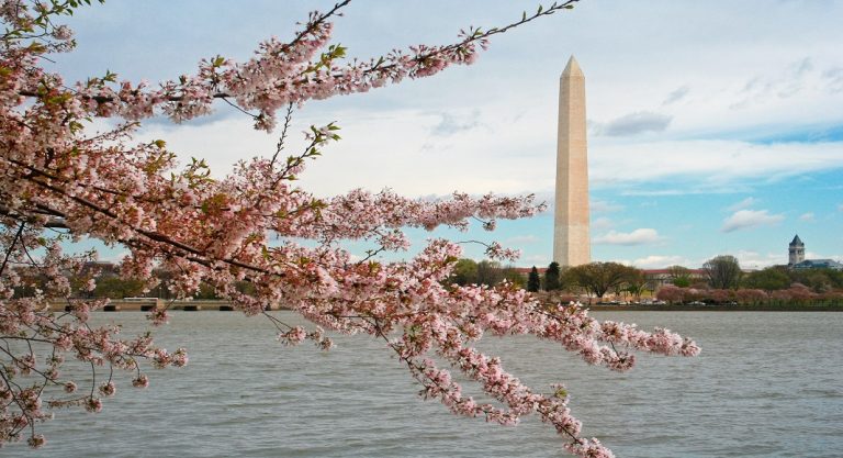 7 activités pour profiter du printemps à Washington