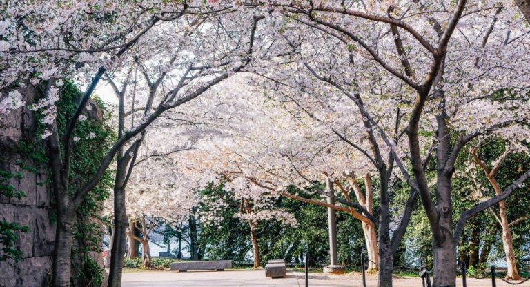 Que faire lors du Cherry Blossom 2019 à Washington DC ?