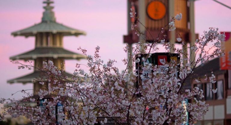 Où voir le Cherry Blossom à San Francisco et ses environs ?