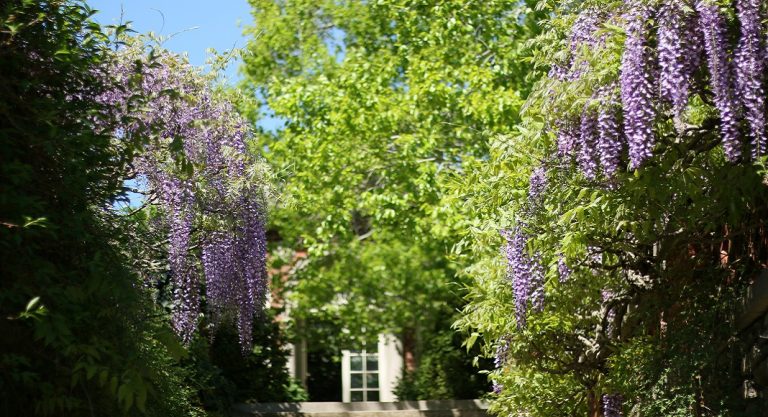6 jardins de Washington à visiter absolument