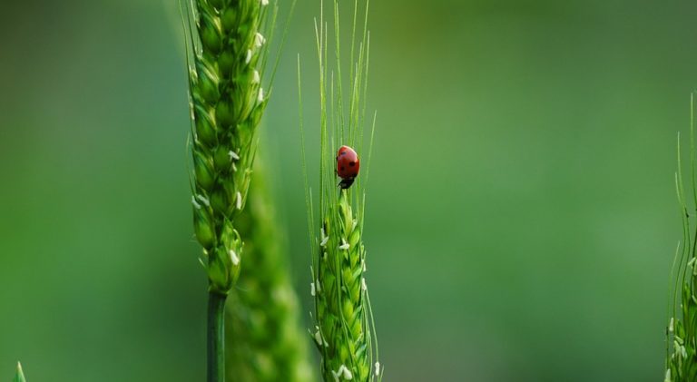 Une conférence franco-américaine sur la biodiversité à San Francisco