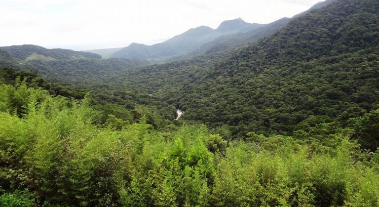 Une expo pour sauver la forêt brésilienne à New York
