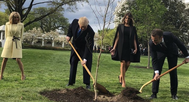 L'arbre planté par Macron et Trump à la Maison-Blanche est mort