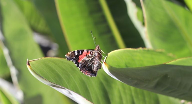 Une conférence sur la biodiversité sous le signe de l'optimisme à Washington