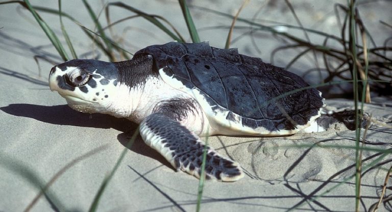 8 sites pour observer la ponte des tortues marines en Floride