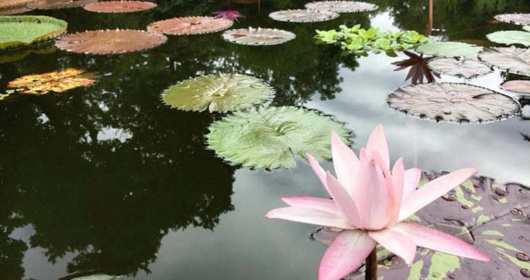 Les nénuphars en fête à Washington