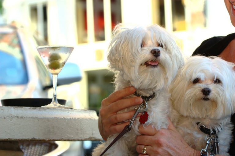 Les chiens aussi ont leur "Restaurant Week" à New York