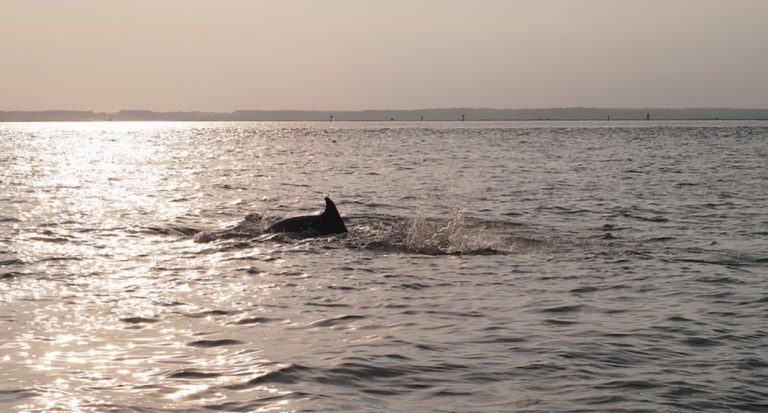 Où voir des dauphins et des baleines près de Washington DC ?