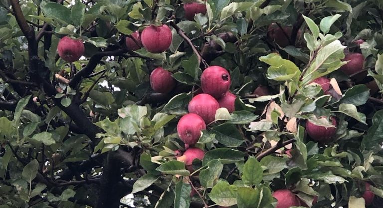 Six fermes pour faire de l'"apple picking" autour de Los Angeles
