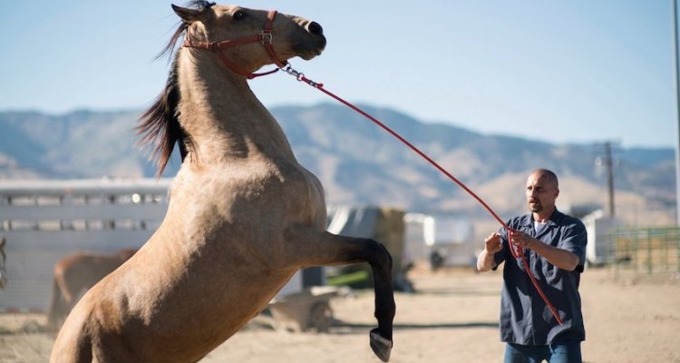 The Mustang, le film de Laure De Clermont-Tonnerre projeté à Harlem