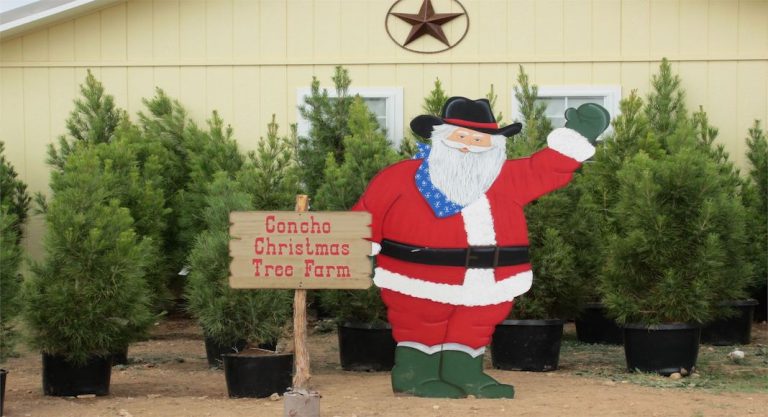 10 plantations d’arbres de Noël au Texas qui valent le détour