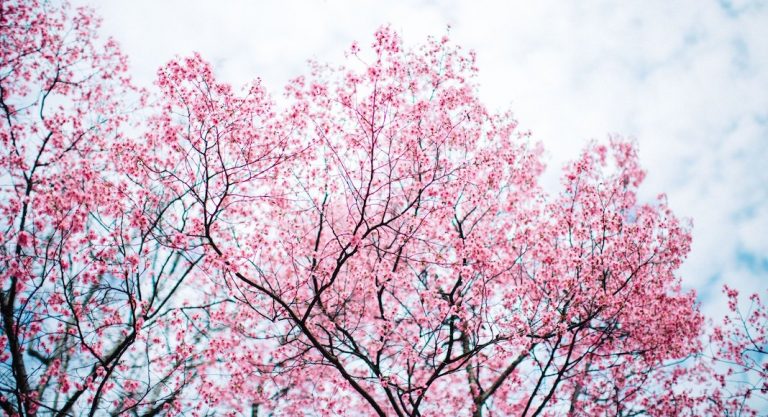 Le Cherry Blossom de DC en images