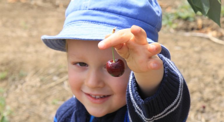 Où cueillir des fruits autour de San Francisco?