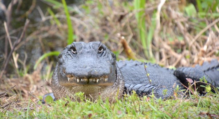 Escapade dans le parc national des Everglades