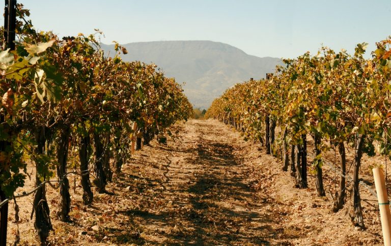 Vignobles en Arizona : la Verde Valley dévoile ses secrets