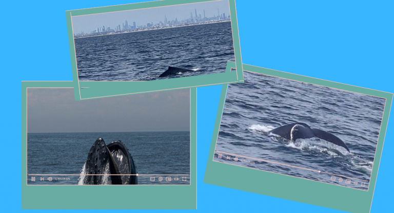 Des croisières pour observer les baleines à New York