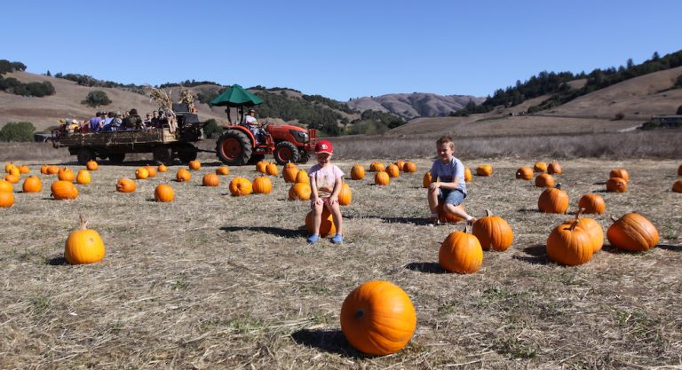 Sorties d’octobre : notre sélection de “pumpkin patches” dans la Bay Area