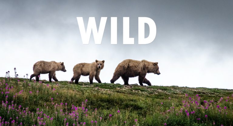 WILD, un documentaire sur la vie sauvage réalisé par deux Français après un périple en Amérique du Nord