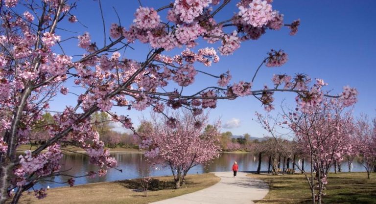 Printemps 2021 : où voir des cerisiers (et d’autres arbres) en fleurs à Los Angeles