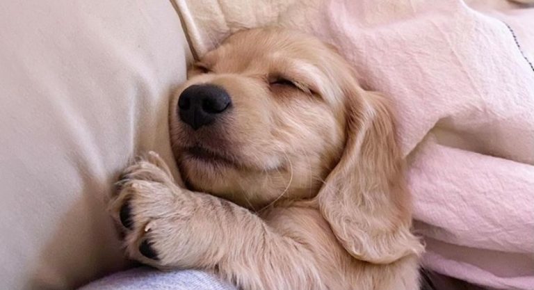 Combien ça coûte d’avoir un chien à New York ?