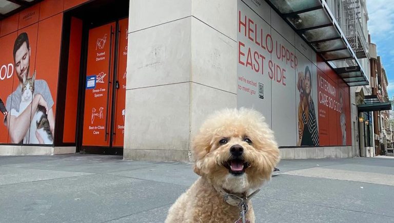 20 millions pour Small Door: les “pandemic puppies” sourient à Florent Peyre