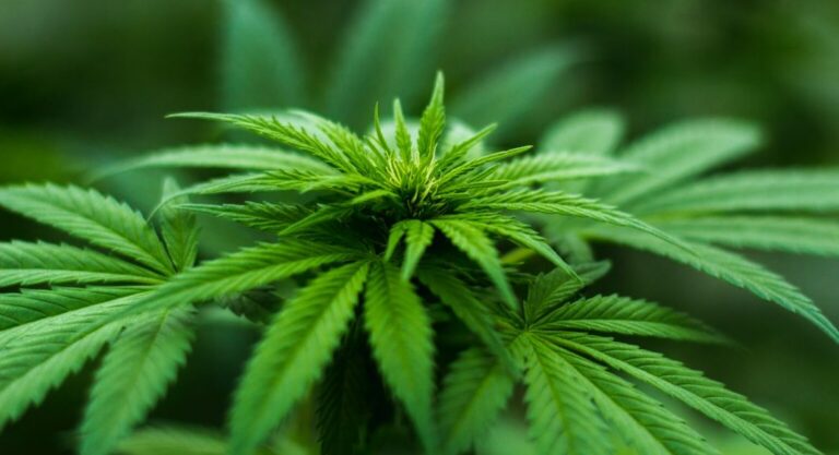 Voyager avec du cannabis, quels sont les risques ?