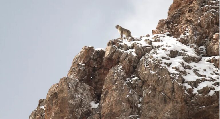 « La Panthère des Neiges » sort à New York et Los Angeles