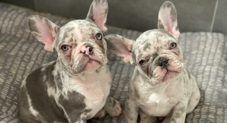 Bouledogues français : une race victime de sa popularité à LA