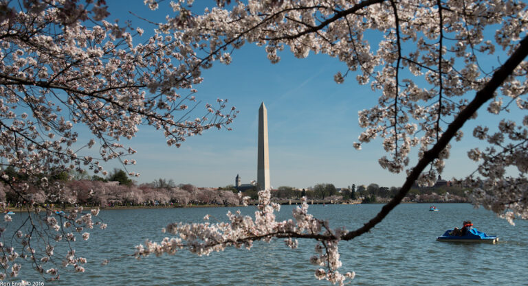 5 idées pour profiter du Cherry Blossom autrement