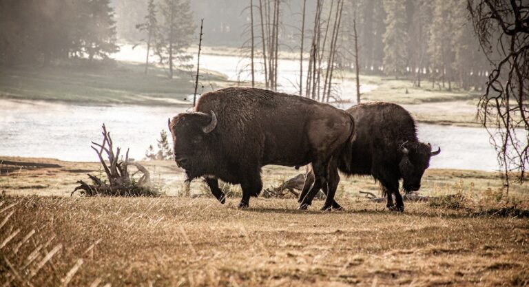 6 endroits où admirer les bisons aux États-Unis