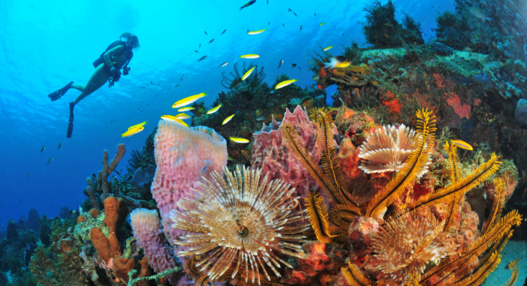 La Martinique en été : un authentique paradis francophone pour les amoureux de la nature