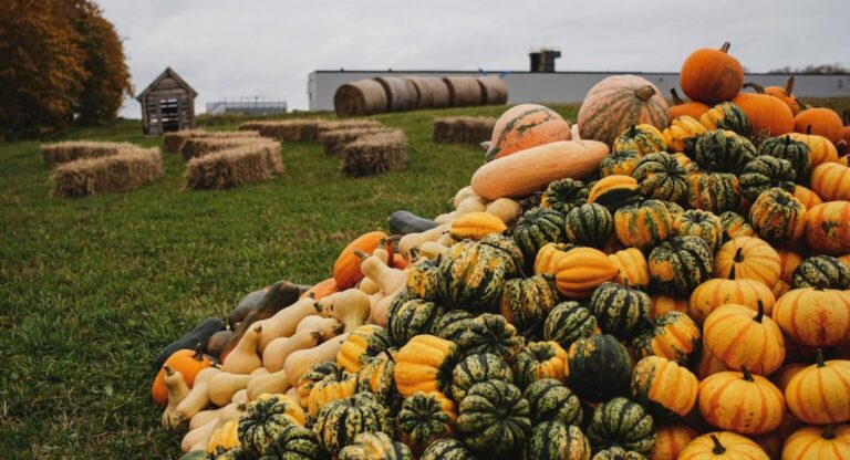 Fall Festival : 5 fermes pour s’amuser en famille autour de DC